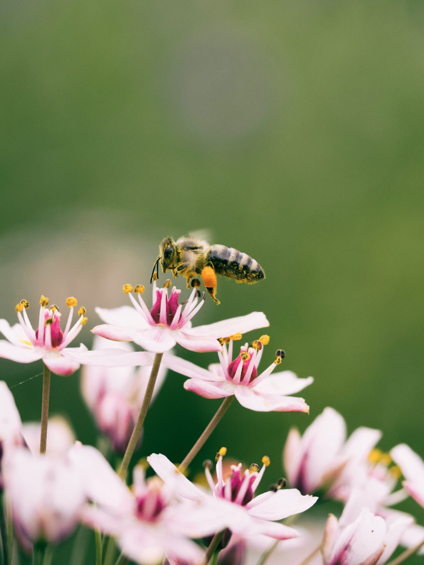 abeille qui butine