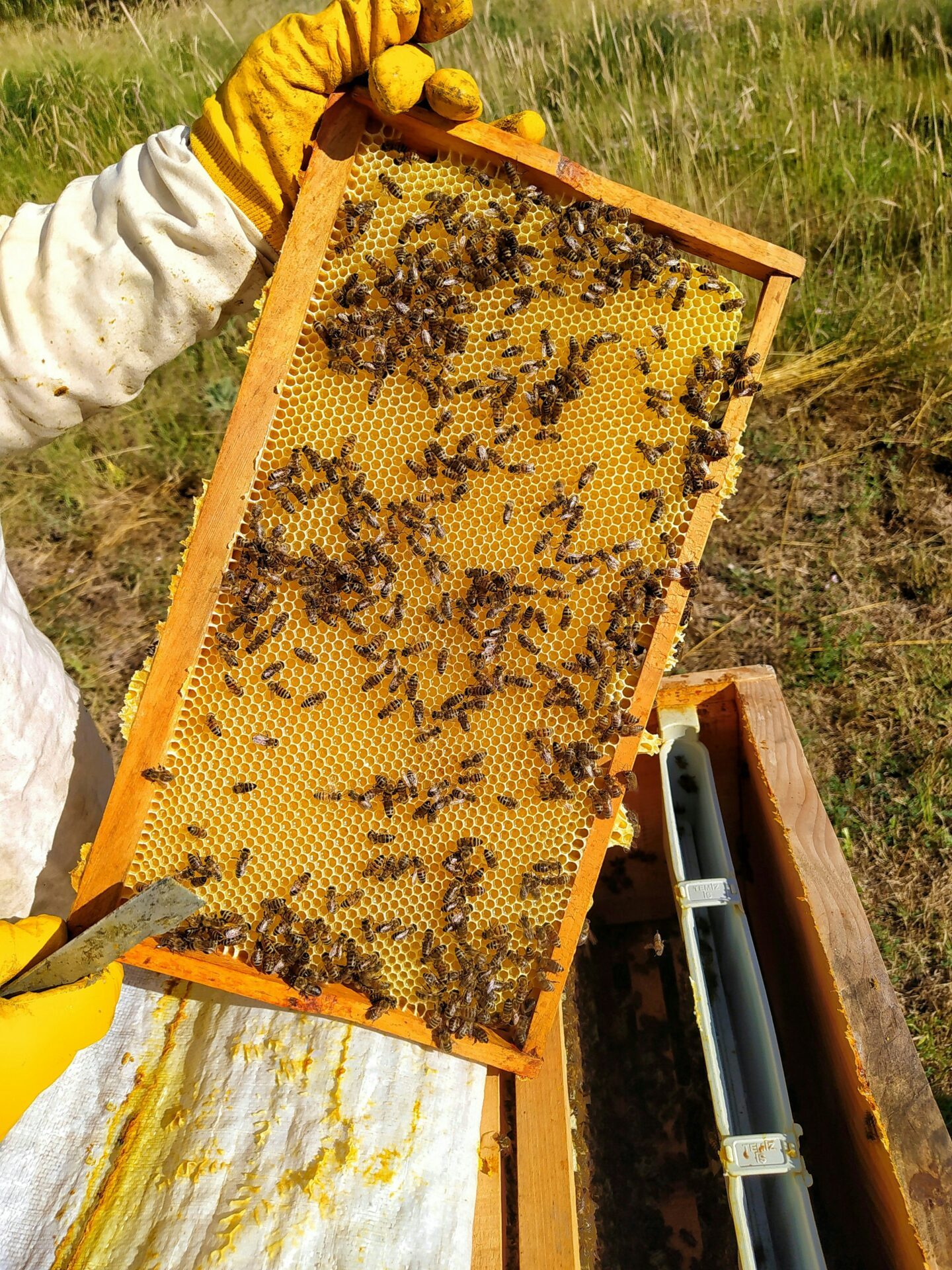 apiculteur et ses abeilles