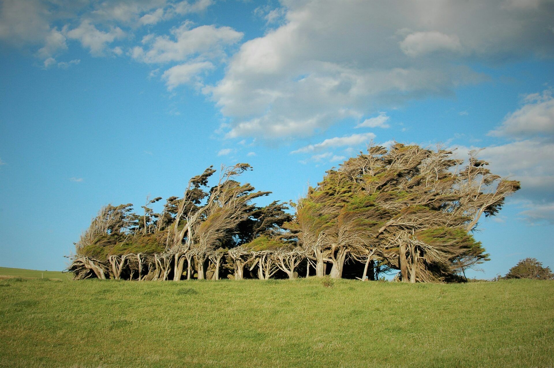 arbres baisse par le vent