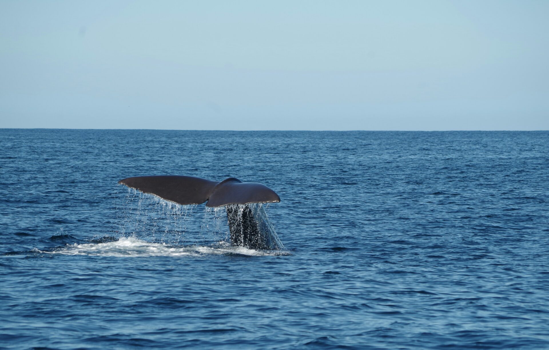 baleine au large de kaikoura