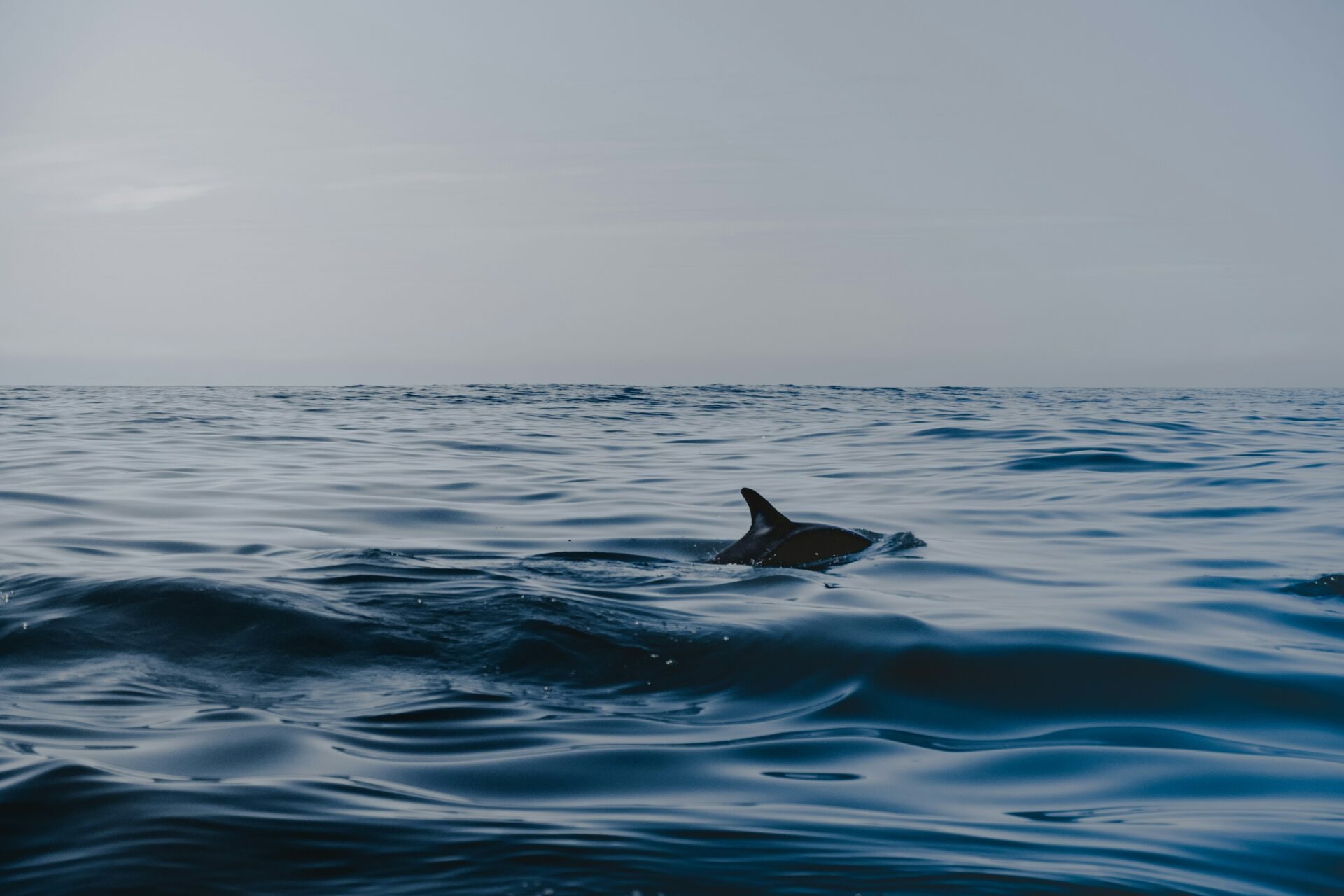 daufin au large de kaikoura