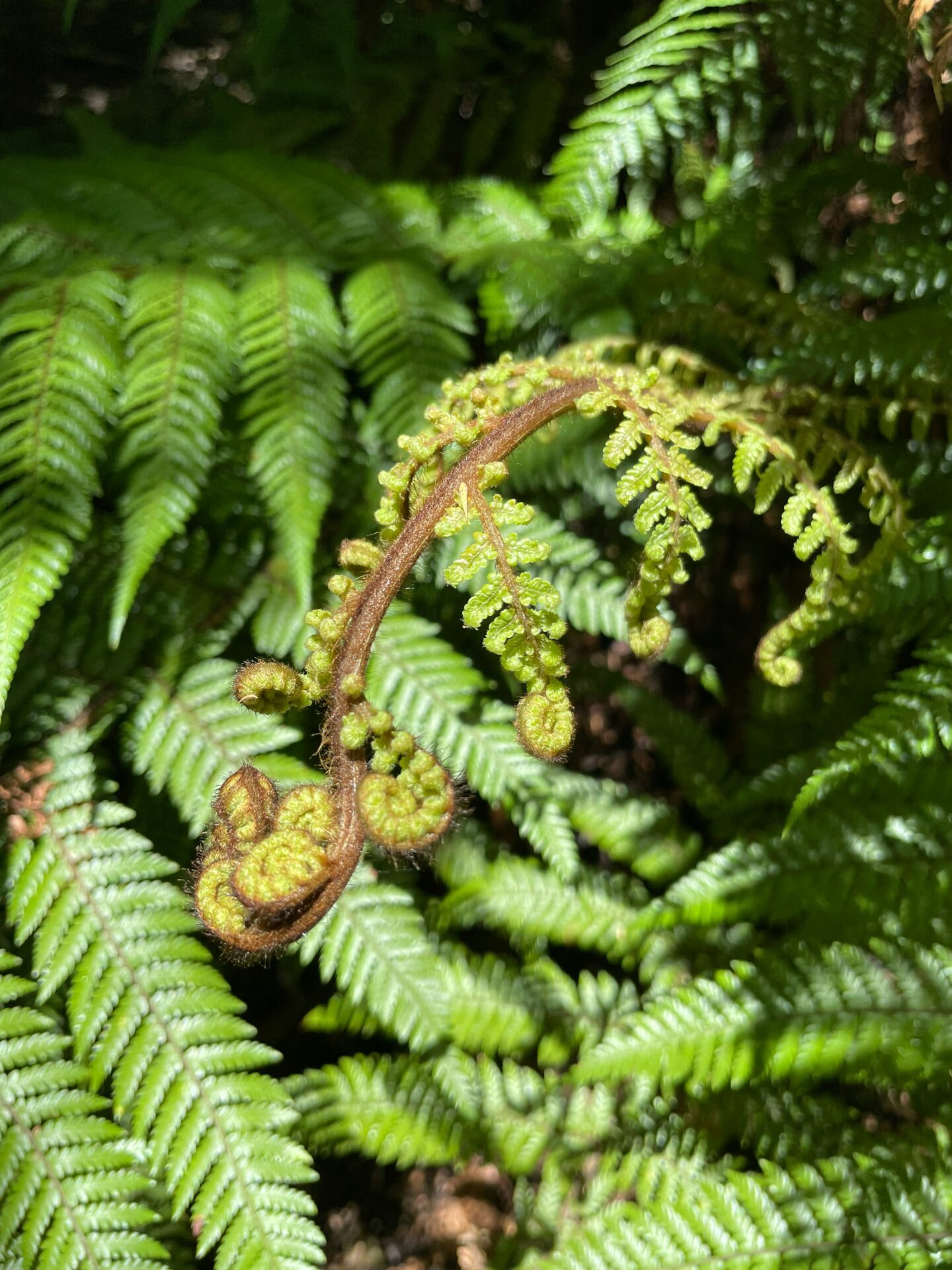 fougere jardin botanique dunedin