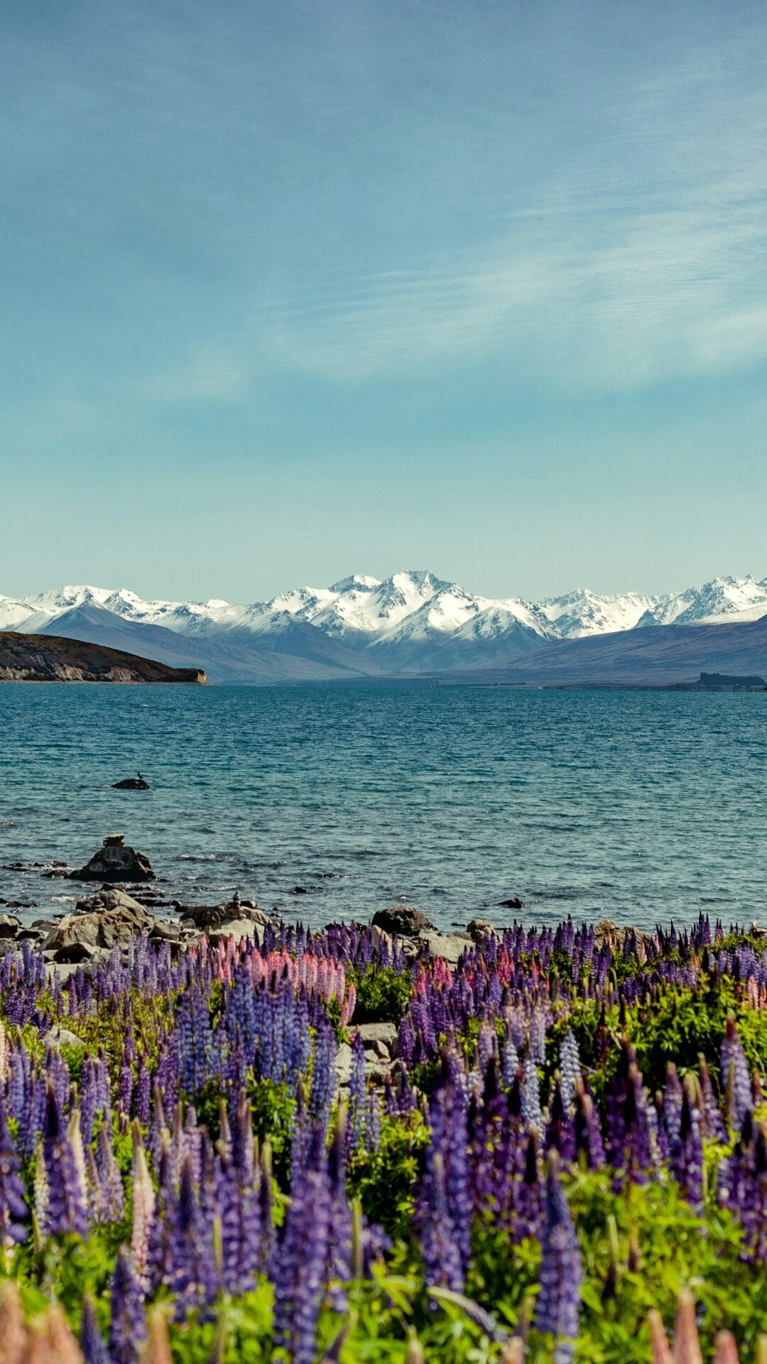 lupins du lac tekapo