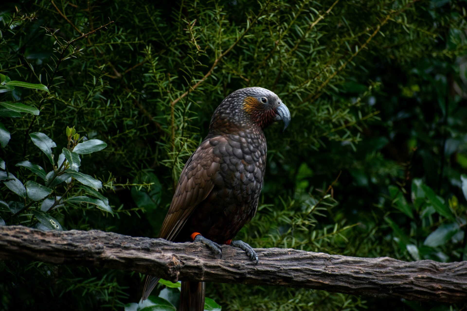 oiseau le kaka