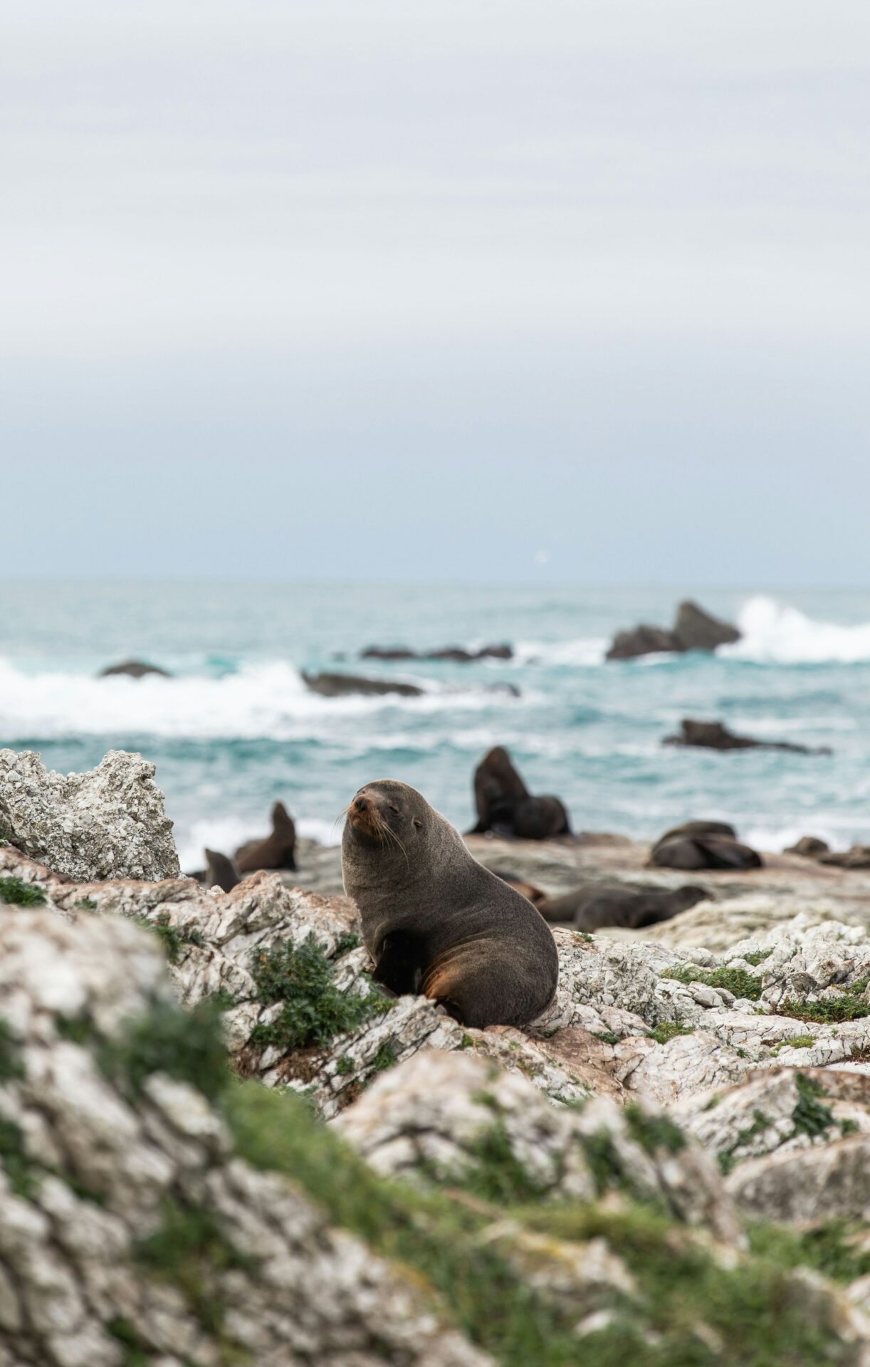 phoques sur la plage de kaikoura