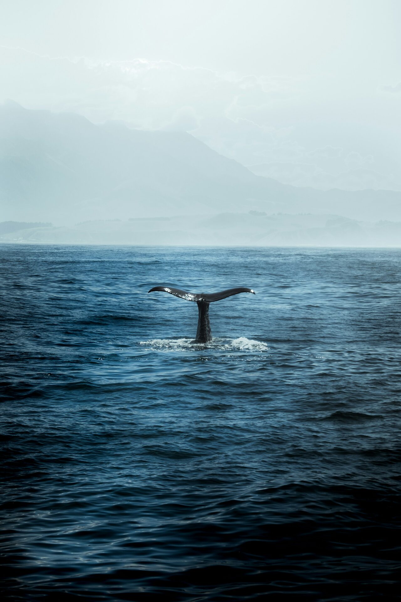 photo queue de baleine