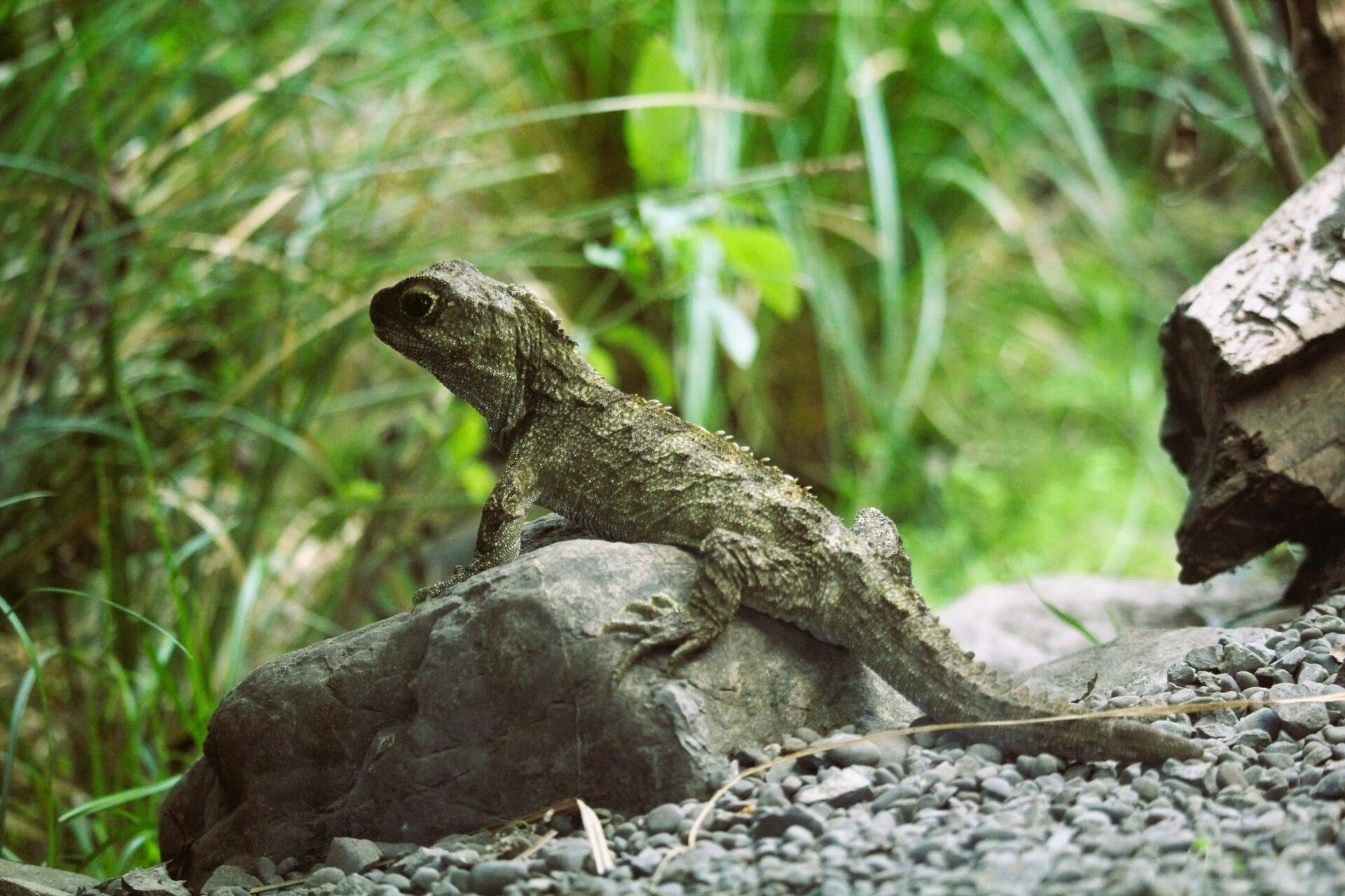 tuatara