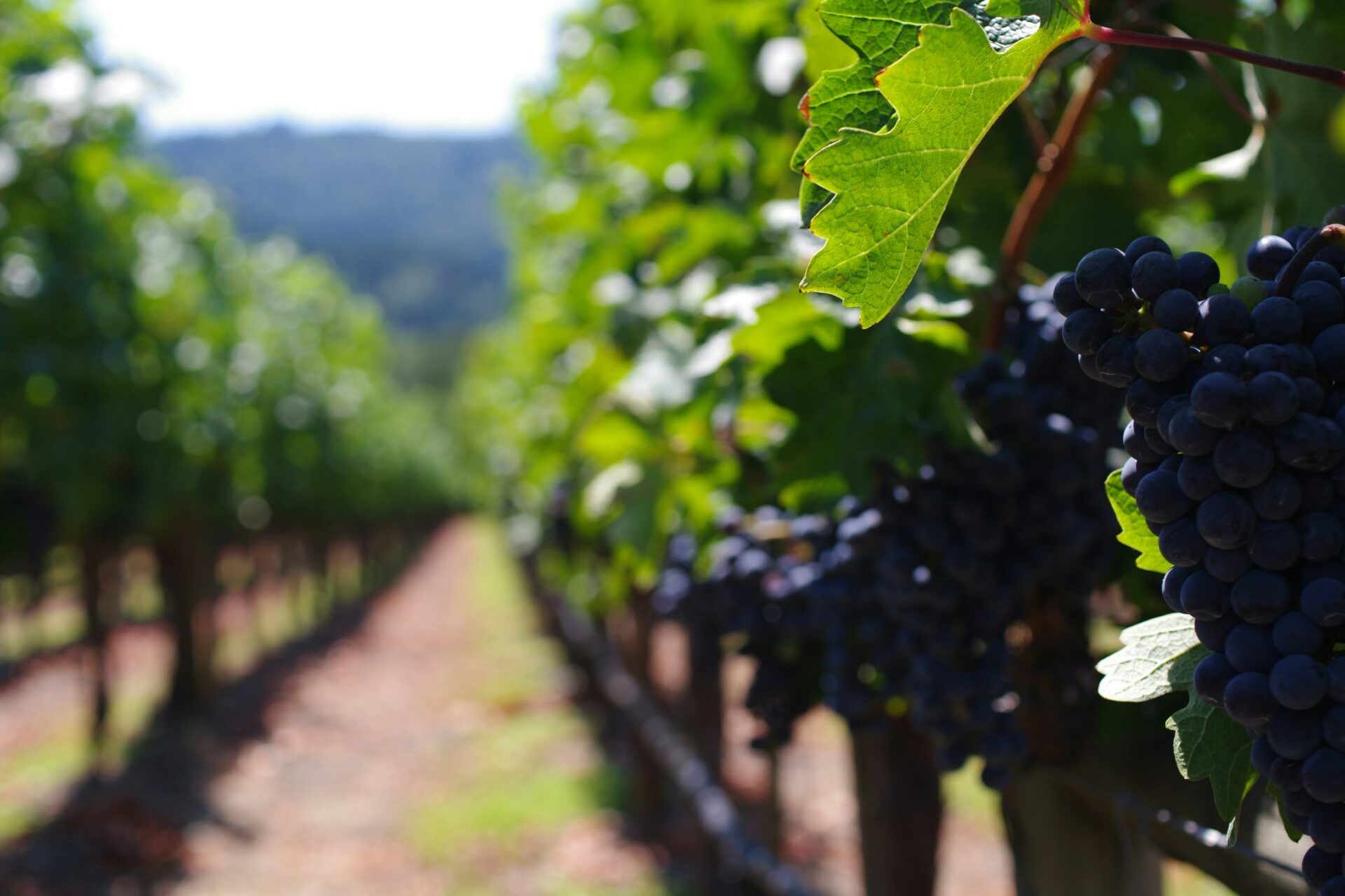 vignes de grappes rouge