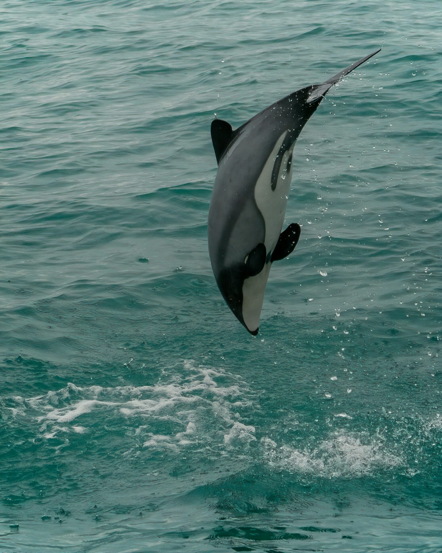 dophin plongeant dans leau