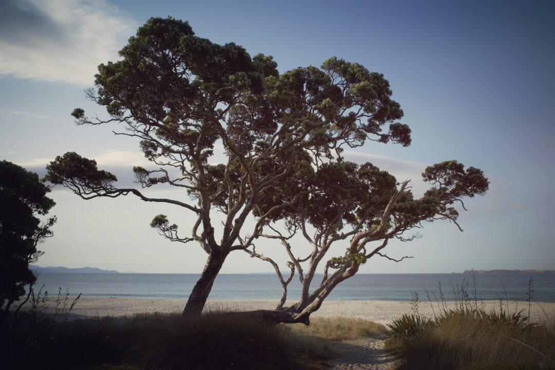 arbre pohutukawa