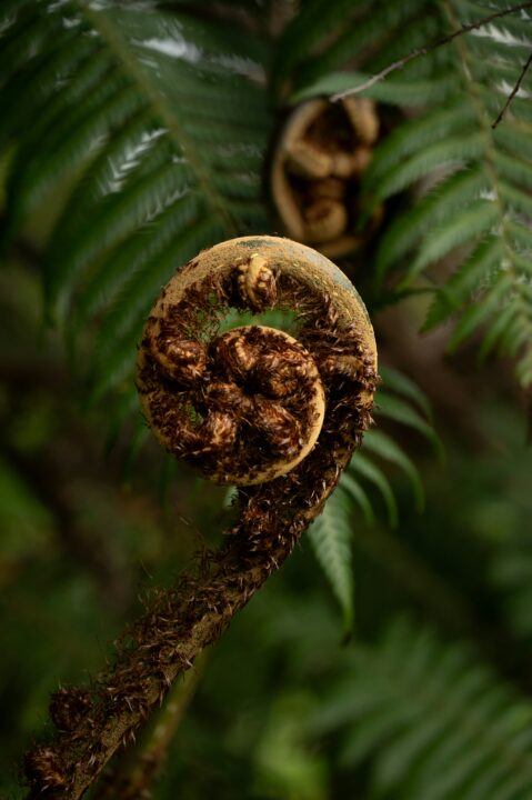 koru