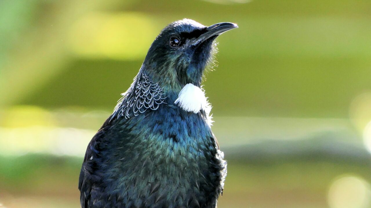 photo de loiseau tui