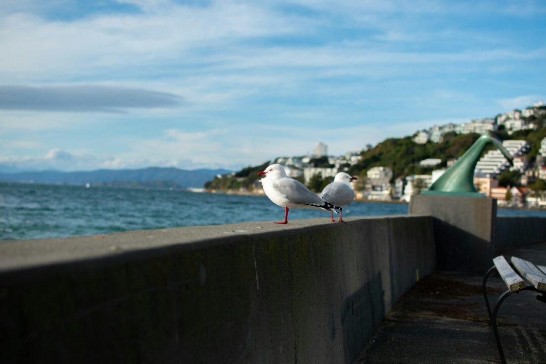 seagulls on wellington waterfront