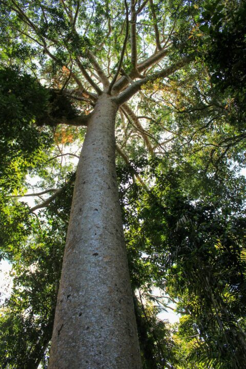 un arbre kauri en nouvelle zelande