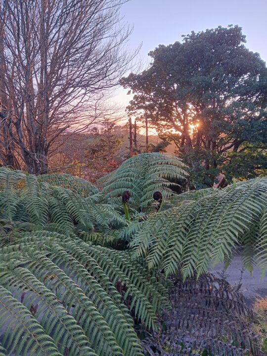 koru au milieu de fougeres avec leve de soleil 