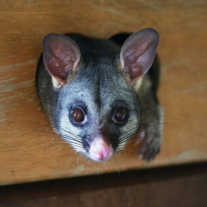 possum looking at you