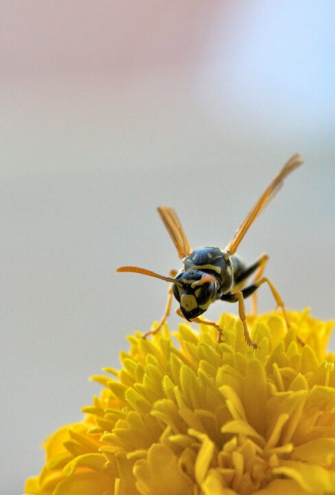 wasp on yellow flower