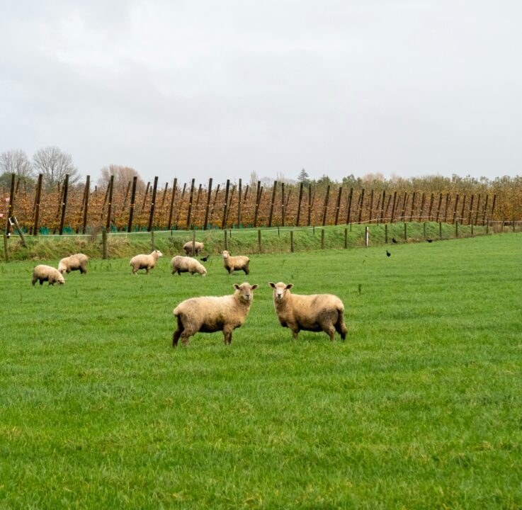 2 moutons dans une prairie neo zelandaise