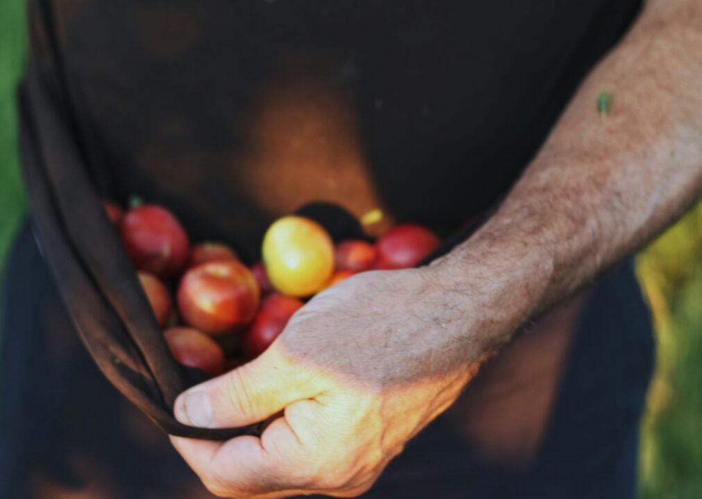 personne faisant du fruit picking