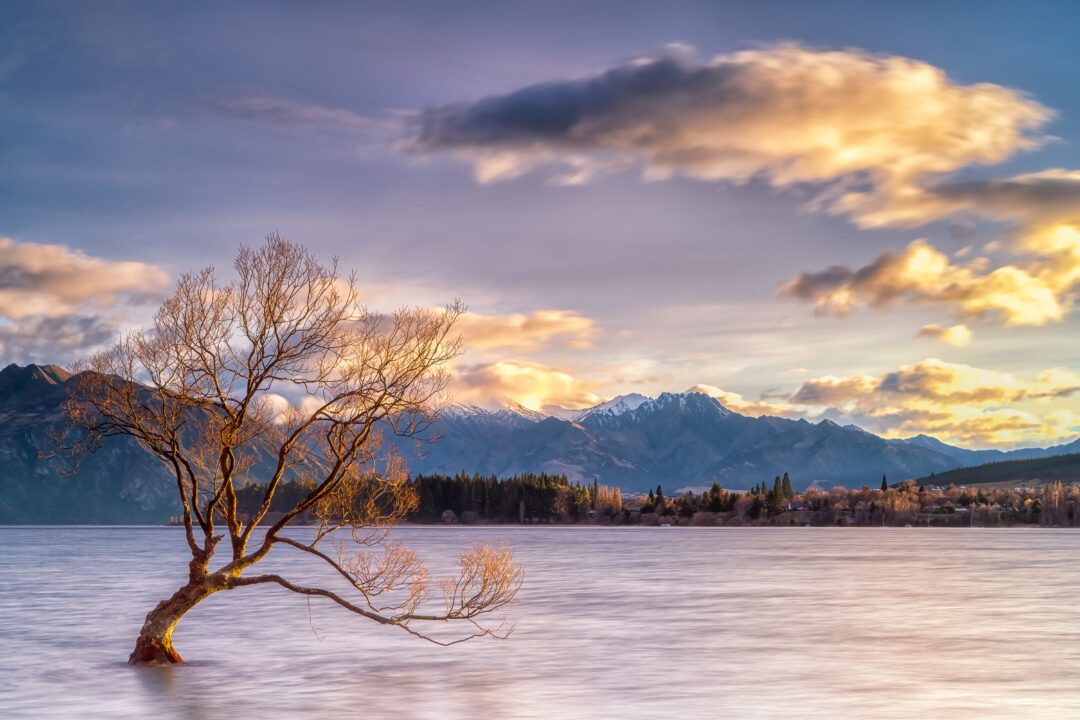 lonely tree ii lake wanaka new zealand