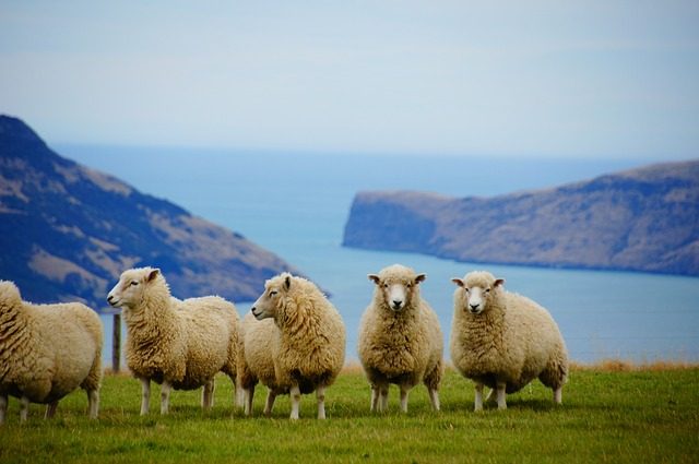 moutons en nouvelle zelande