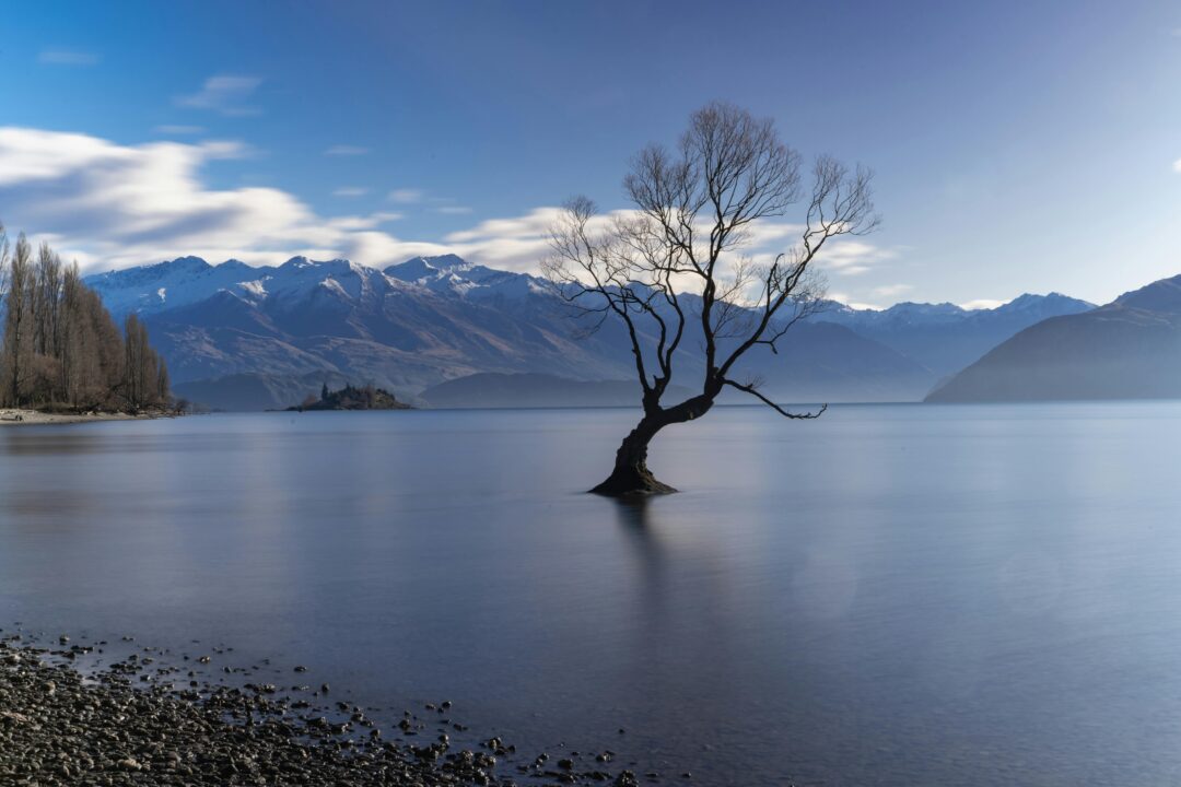 arbre sur le lac de wanaka