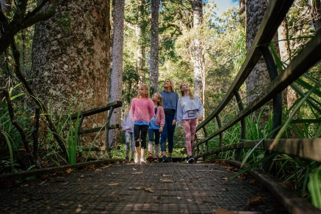 ballade en foret de puketi en nouvelle zelande