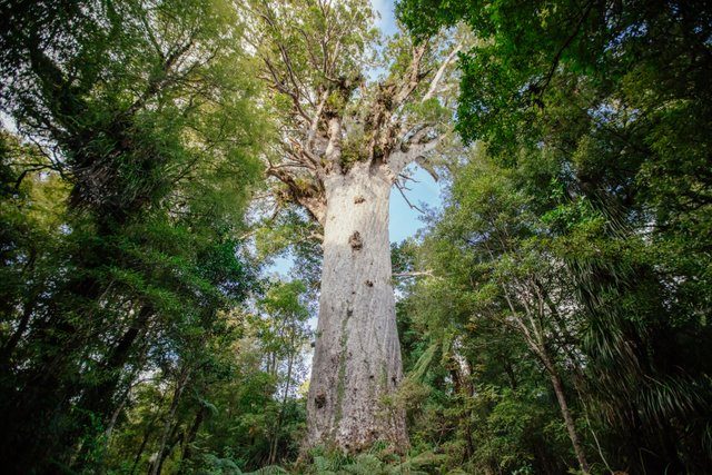 tane mahuta tree